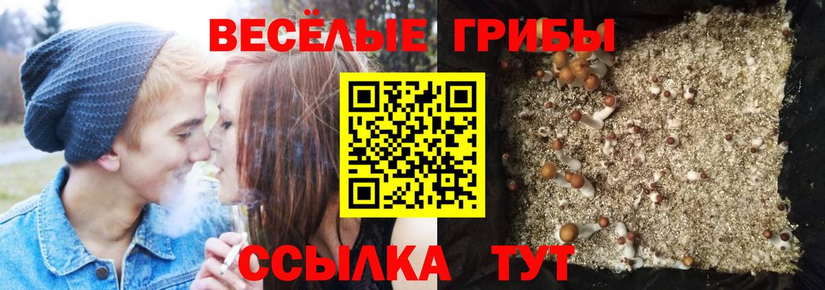 Галлюциногенные грибы Psilocybe Киреевск